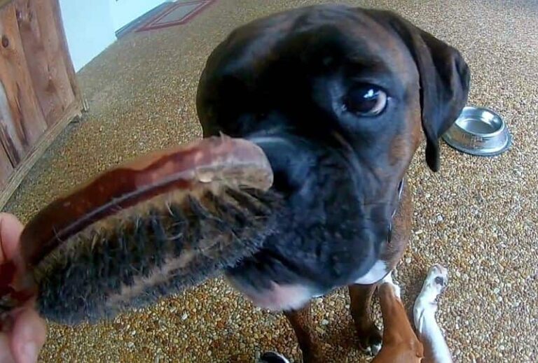 boxer dog and the brush video petrage