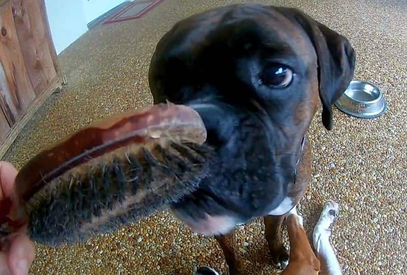 boxer dog and the brush video petrage