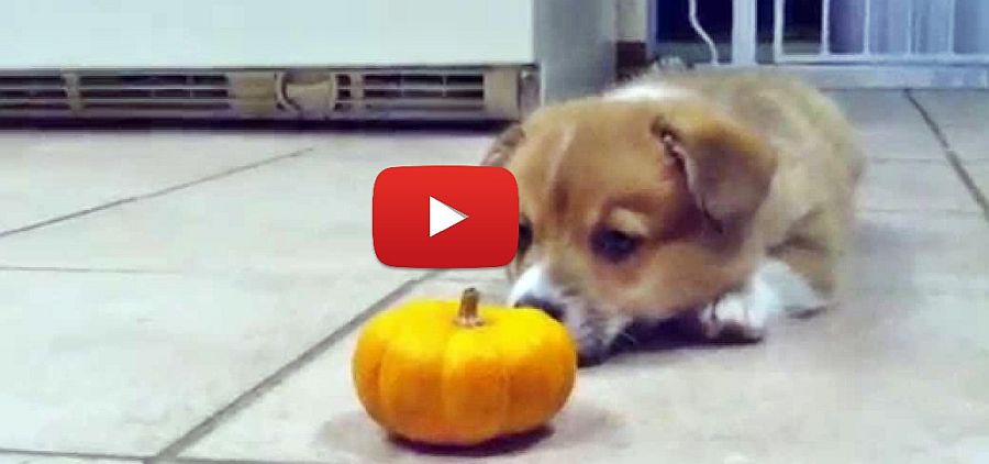 corgi puppy and a pumpkin video