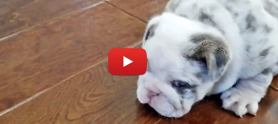 tricolored english bulldog video