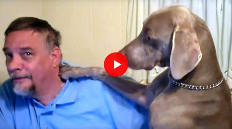 Don't Ignore a Weimaraner video