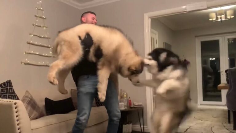 Alaskan Malamutes get EXCITED when Dad Comes Home