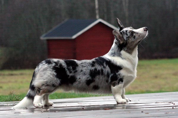 cardigan welsh corgi