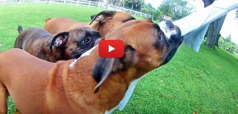 crazy boxer dogs corona virus killers petrage video
