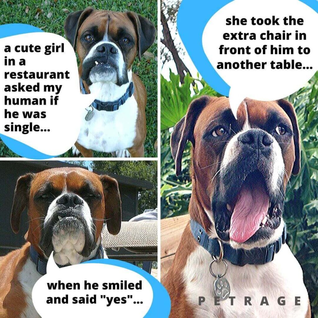 Sarcastic Boxer Dog Extra Chair Meme