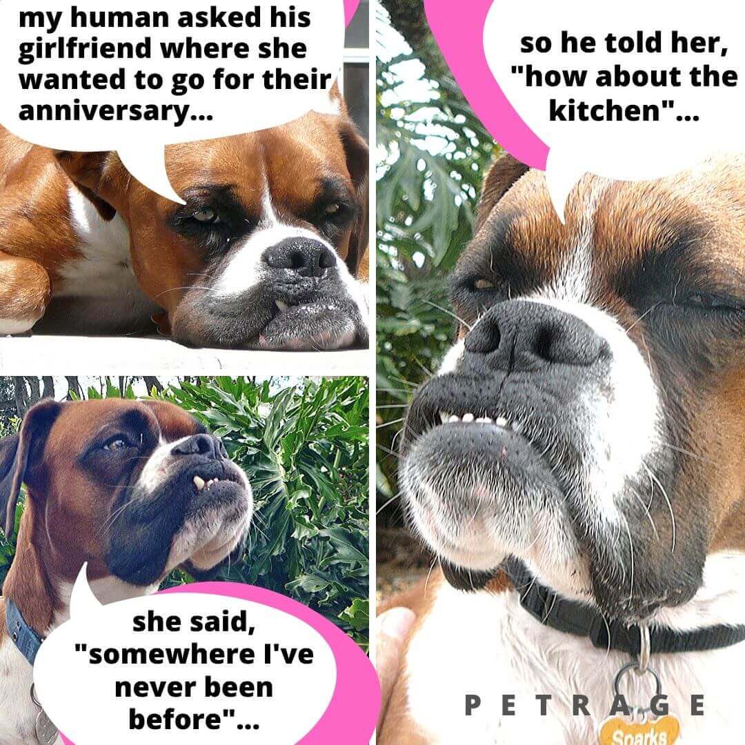 Sarcastic Boxer Dog Kitchen Meme