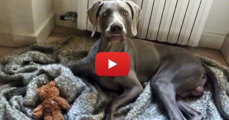 weimaraner busted face video