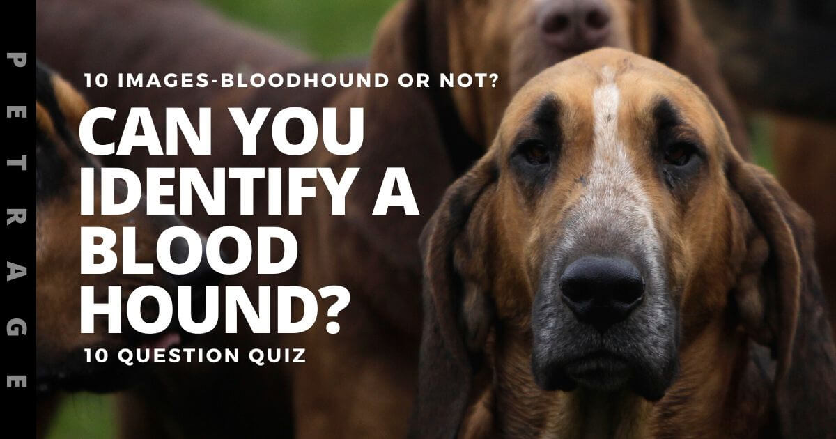 dog breed identification quiz