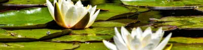 math quiz topper lilly pads