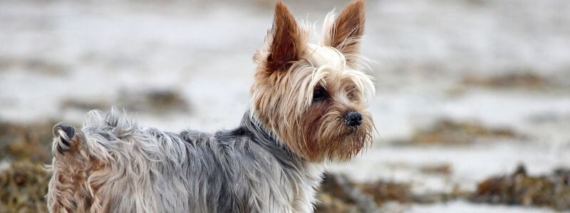yorkie dog breed quiz images (1)