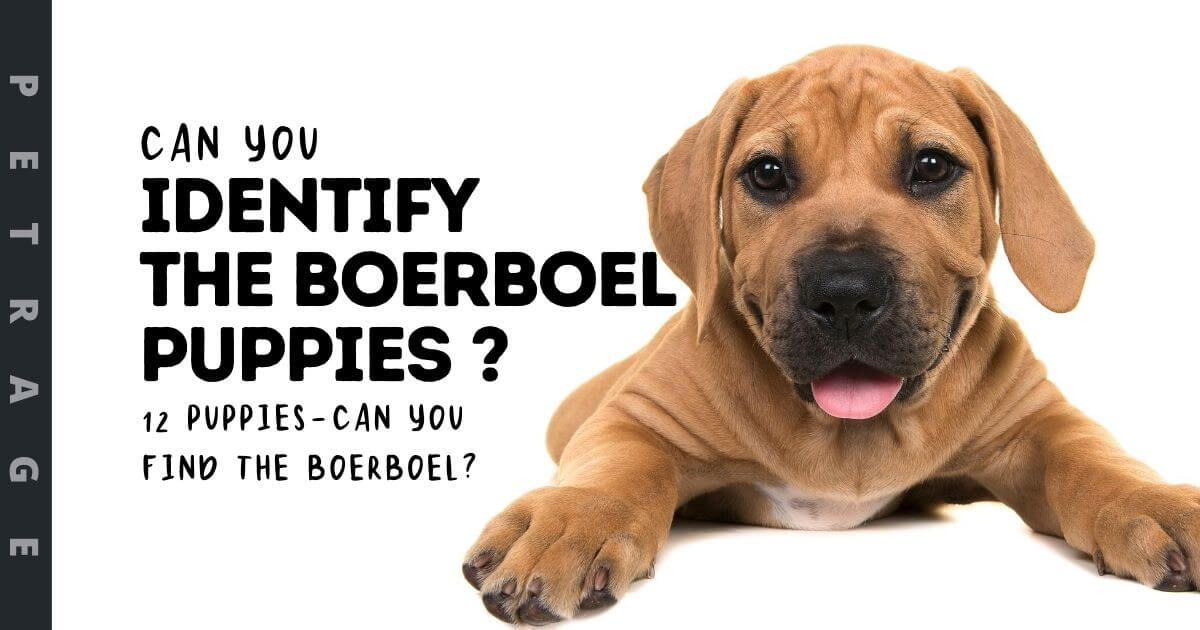 _Identify boerboel puppies quiz petrage (1)