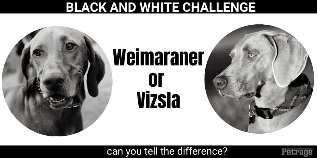 vizsla or weimaraner black and white challenge quiz petrage