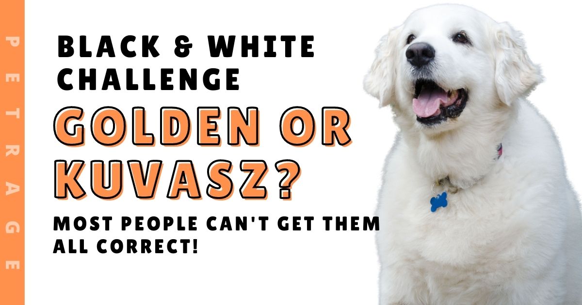golden retriever or kuvaz black and white challenge quiz petrage