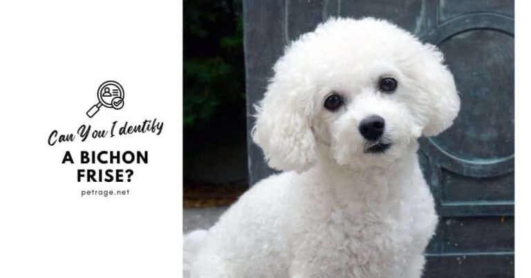 identify a bichon frise picture quiz petrage