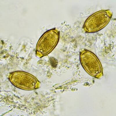 whipworms in dogs