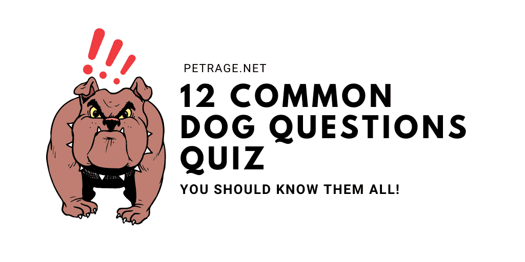 12 Common Dog Questions Quiz PETRAGE