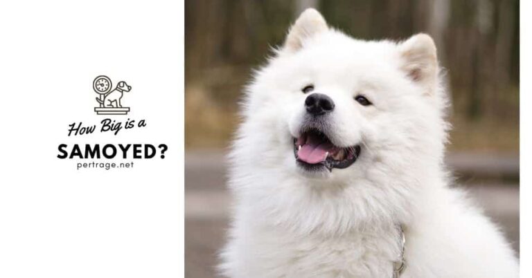 how big is a samoyed dog quiz do you know petrage quiz