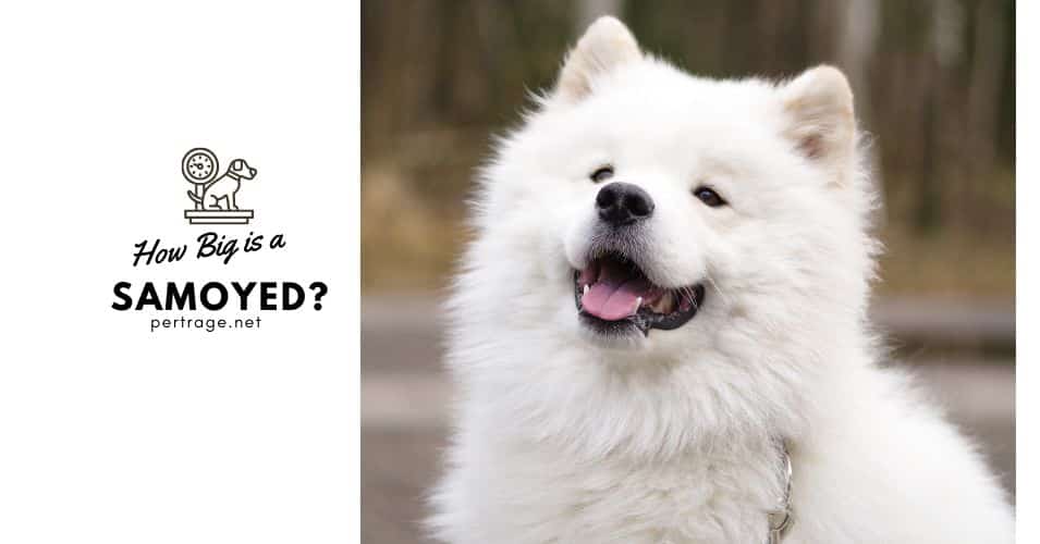 how big is a samoyed dog quiz do you know petrage quiz
