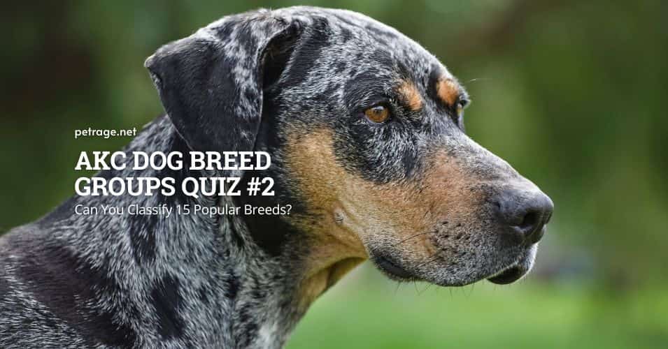 akc dog breed groups quiz part 2 petrage