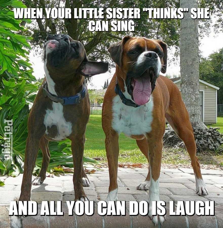 Australian Shepherd Blender Meme PETRAGE