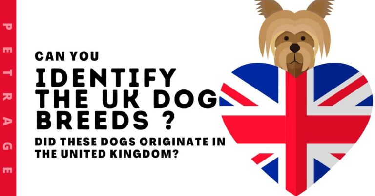 identify the uk dog breeds quiz