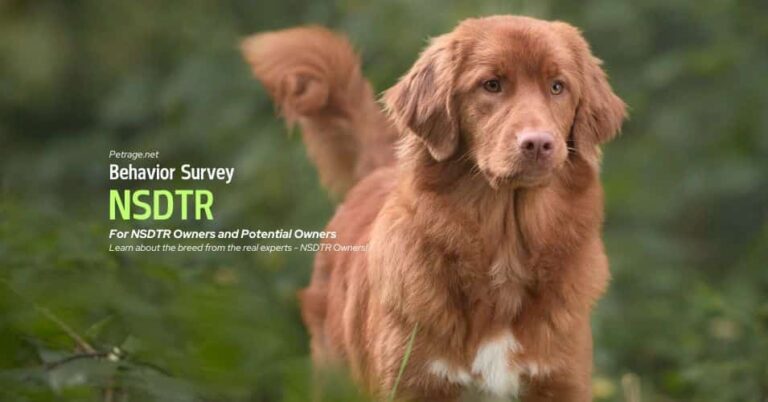 nsdtr nova scotia duck tolling retriever dog behavior survey for owners and potential owners petrage