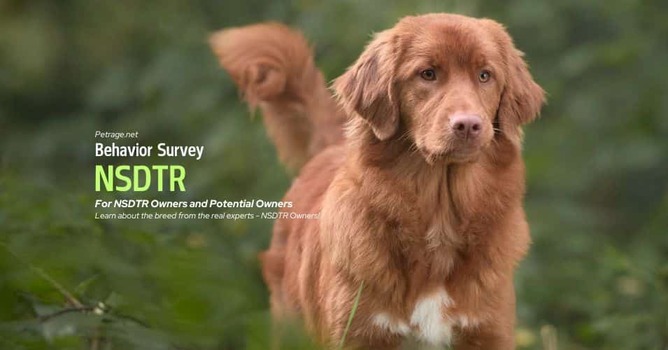 nsdtr nova scotia duck tolling retriever dog behavior survey for owners and potential owners petrage