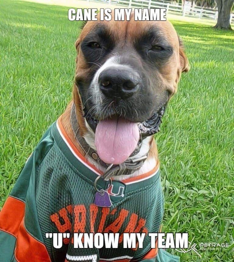 college football um dog meme petrage
