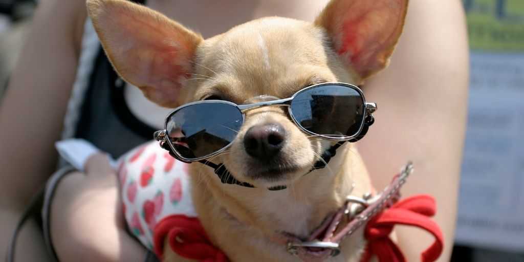 Safe Outdoor Temperatures for Dogs PETRAGE