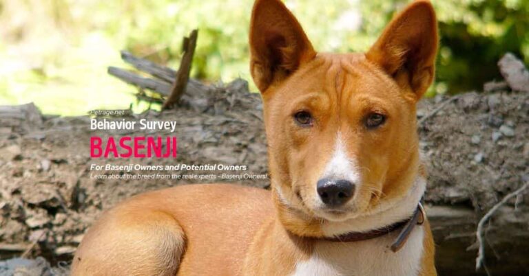 basenji dog behavior survey for owners and potential owners petrage