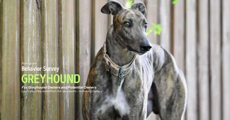 greyhound behavior survey for owners and potential owners petrage
