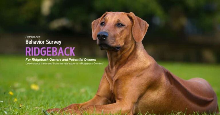 rhodesian ridgeback behavior survey for owners and potential owners petrage (1)
