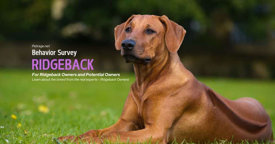 rhodesian ridgeback behavior survey for owners and potential owners petrage (1)