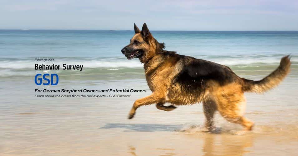 gsd german shepherd dog behavior survey for owners and potential owners petrage
