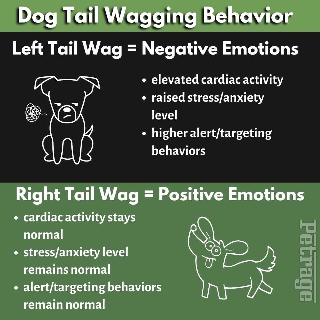 Dog Tail WaggingWhat Does it Mean?
