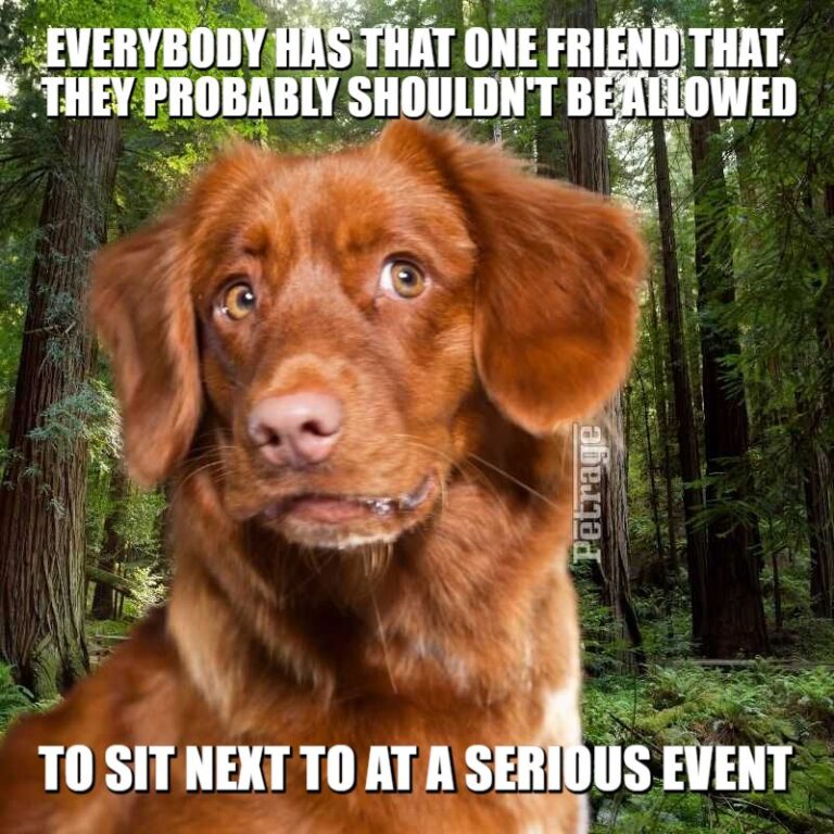 Sarcastic Boxer Dog Erasing Your Memory Meme-PETRAGE