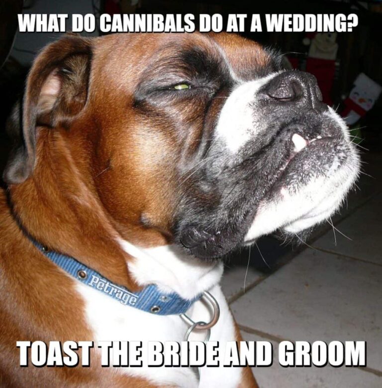 sarcastic boxer dog cannibal wedding meme petrage