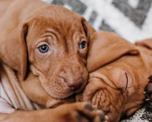 blue eyed vizsla puppy 2