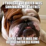 meme buddy the bulldog shrinking clothes meme