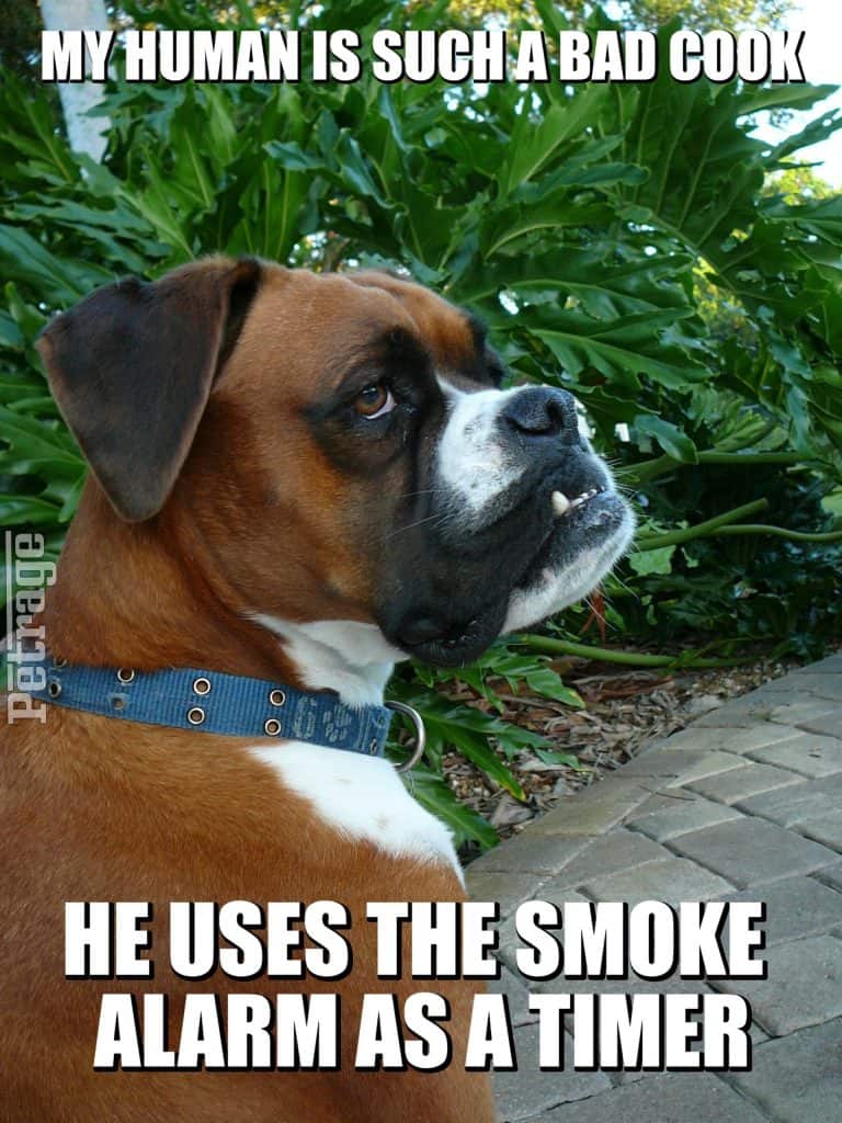 sarcastic boxer dog bad cook meme petrage