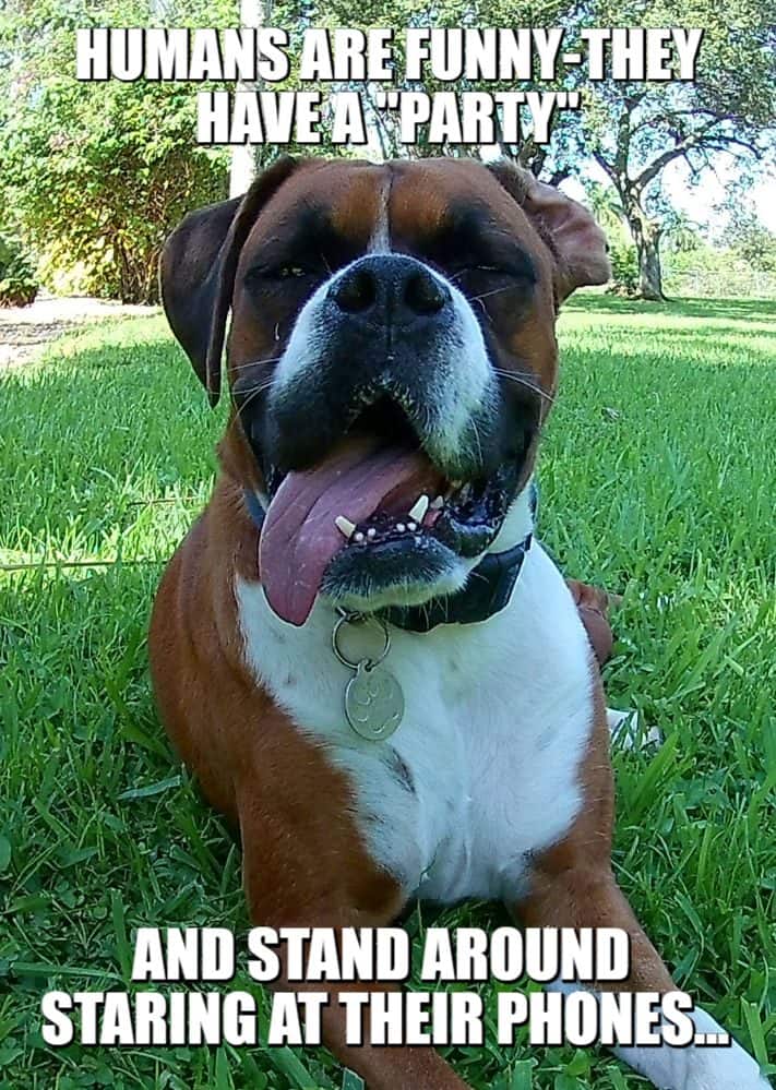 sarcastic boxer dog stop staring at your phone meme petrage