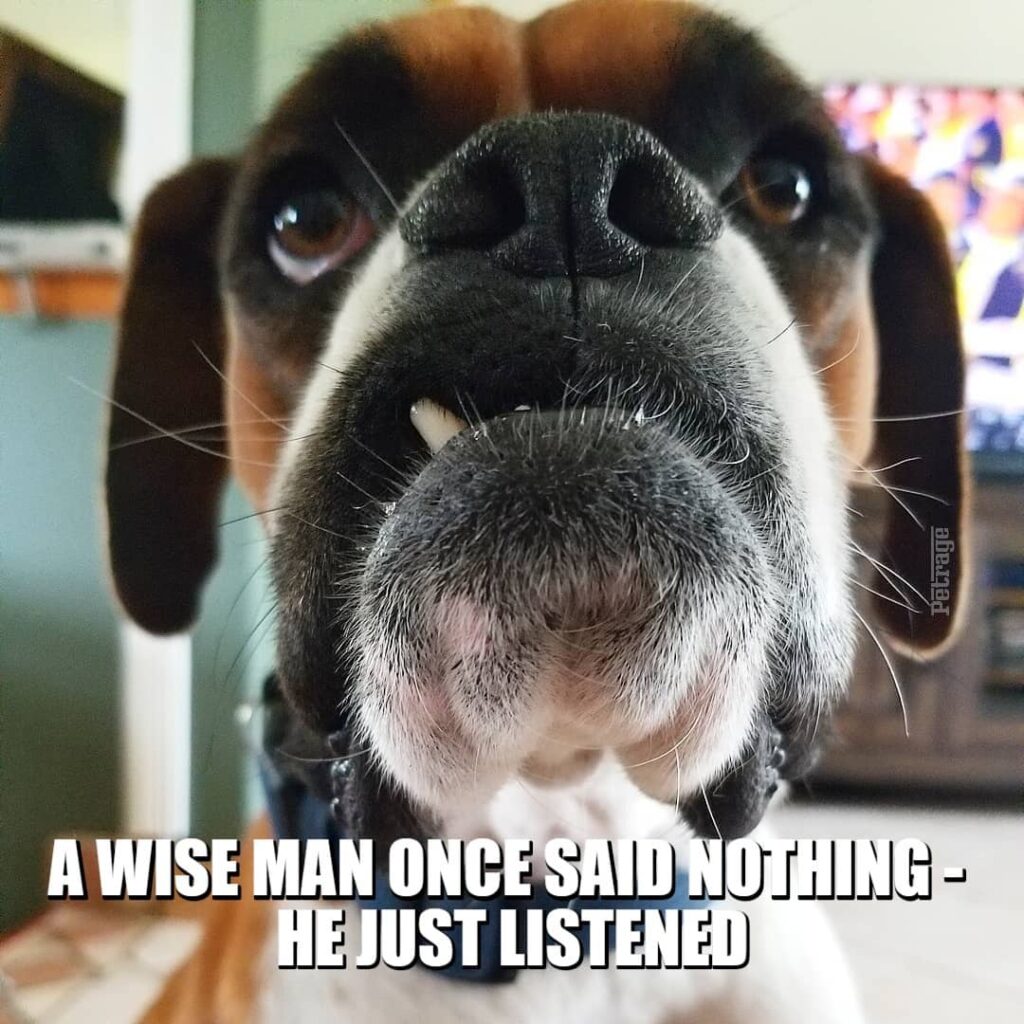 sarcastic boxer dog wise man meme petrage