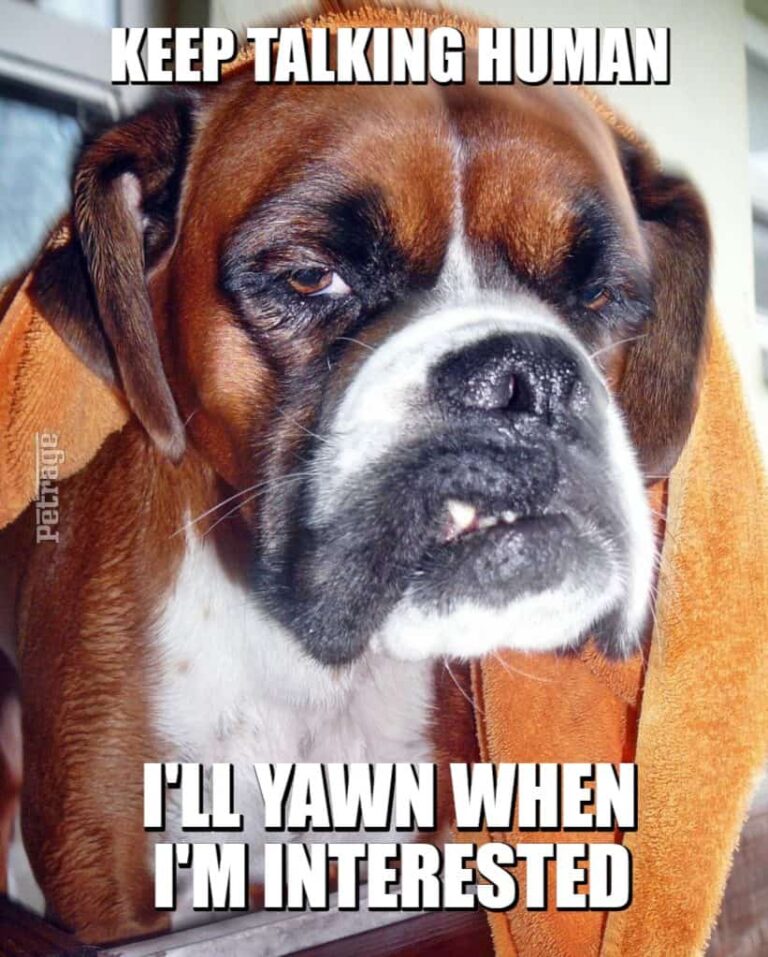 the sarcastic boxer dog with another insulting meme petrage