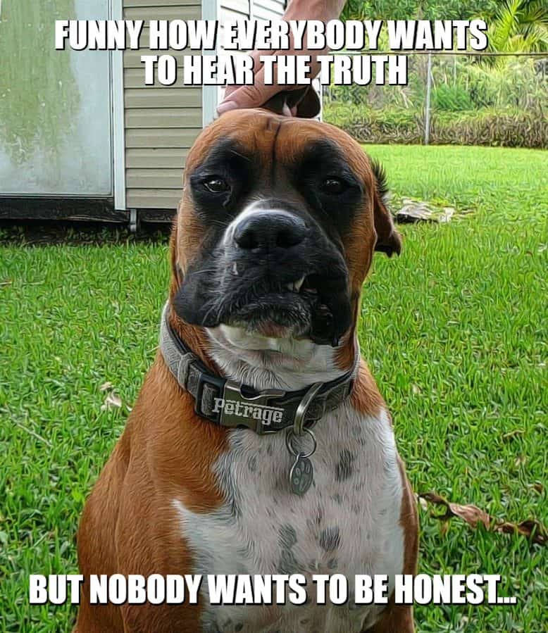 boxer dog truth and honesty meme petrage