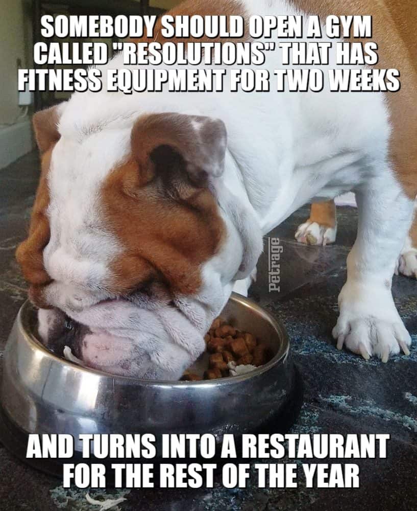 buddy the bulldog gym or restaurant meme petrage