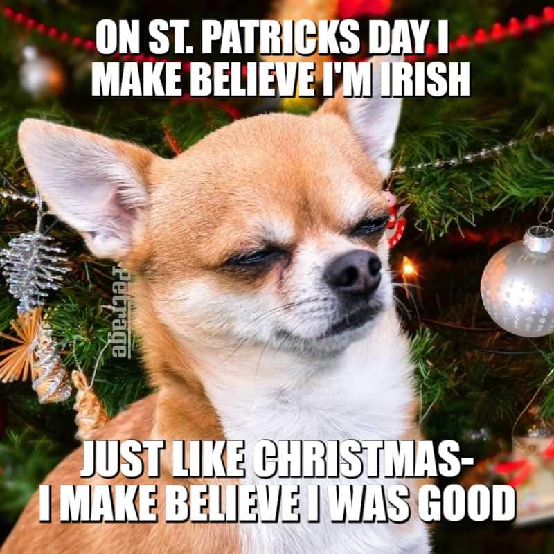 chihuahua christmas tree meme petrage