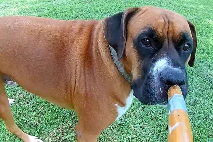 crazy boxer dogs fishing for boxers video petrage