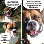 sarcastic boxer dog christmas playstation meme petrage