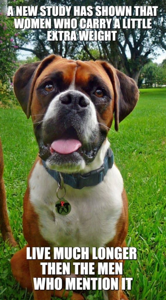 sarcastic boxer dog overweight woman meme petrage