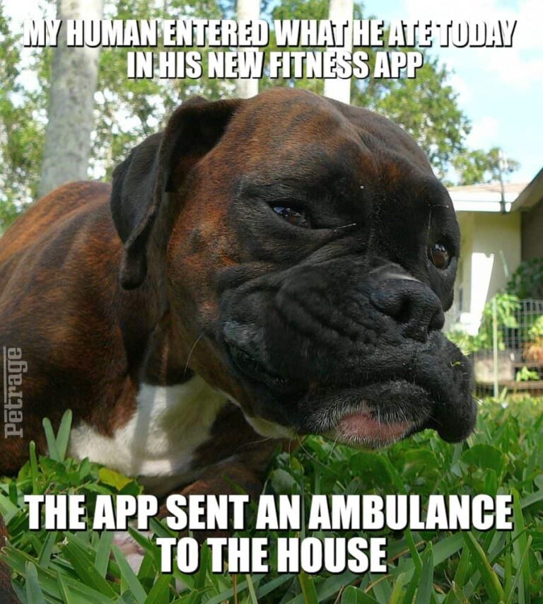 brindle boxer dog bad diet meme petrage